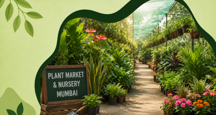 6 Best Plant Market & Plant Nursery Near Me Mumbai (2026 Guide)