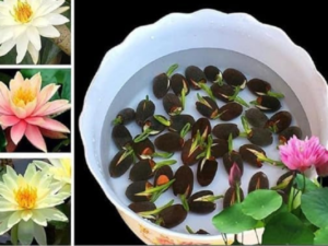 Amazon Brand Rainbow Lotus Seeds, Mix of 12 Colours, Dwarf Japanese Variety, 25 Seeds Pack, 95% Germination Rate with free sandpaper with it