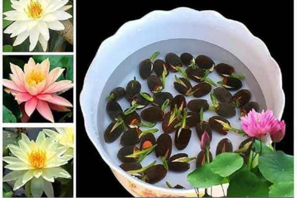 Amazon Brand Rainbow Lotus Seeds, Mix of 12 Colours, Dwarf Japanese Variety, 25 Seeds Pack, 95% Germination Rate with free sandpaper with it