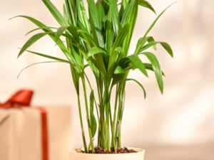 Areca Palm Live Plant with Self Watering Pot, Multicolor, Indoor, Air Purification, 30 cm Height, Organic Soil Mix (Pack of 1 live plant)