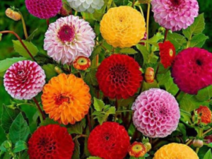 Dahlia Mixed Colour Flower Seeds Hybrid F1 for Home Garden All Season (50 gm) By Zabbus