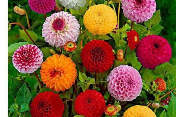 Dahlia Mixed Colour Flower Seeds Hybrid F1 for Home Garden All Season (50 gm) By Zabbus