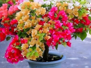 Delhi Nursery Plants Grafted Multi-Color Bougainvillea Live Bonsai Tree Colors Plant for Indoor & Outdoor Gardens Plant with pot