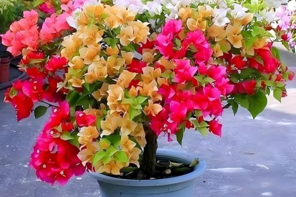 Delhi Nursery Plants Grafted Multi-Color Bougainvillea Live Bonsai Tree Colors Plant for Indoor & Outdoor Gardens Plant with pot