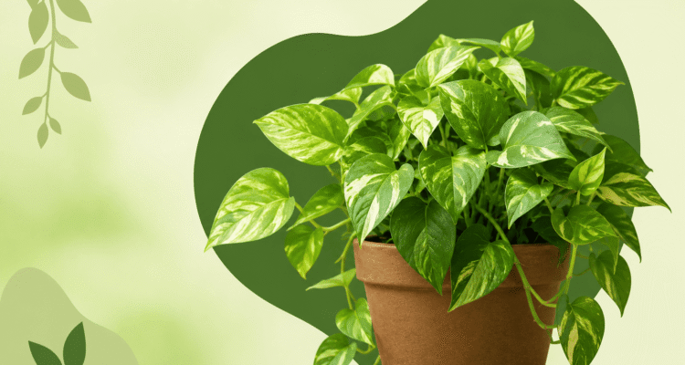 Indoor Plants for Air Purification: Why Every Home Renovation Needs a Green Corner