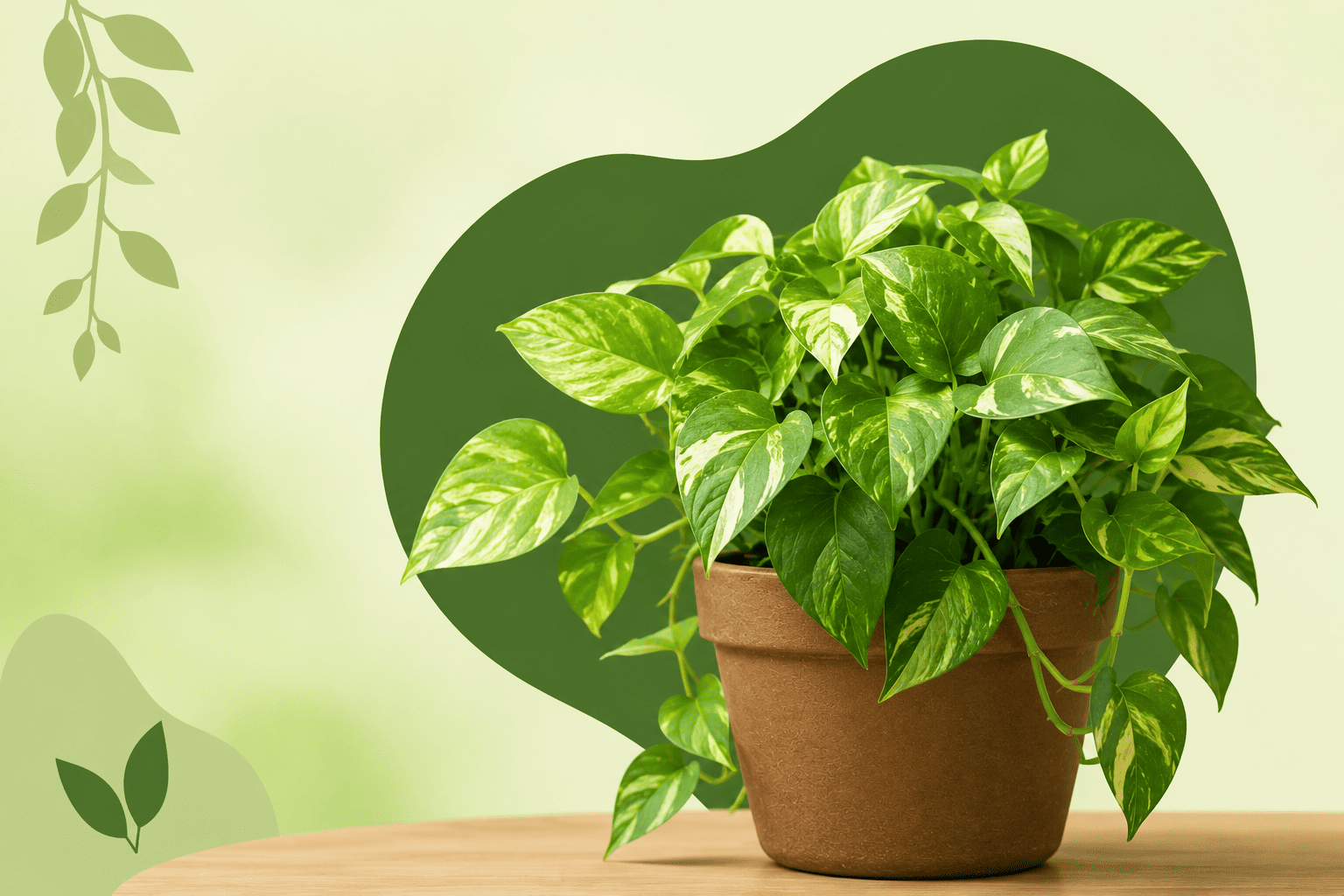 Indoor Plants For Cleaning Air In Your Home And Removing The Toxins
