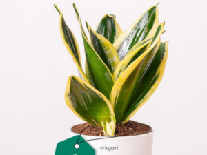 Kyari Sansevieria Golden Hahnii Snake Plant Live Indoor Plant with White Self Watering Pot 4 Inch - Dwarf Snake Plant with Pot for Home, Bedroom, Office - Air Purifying Live Plant
