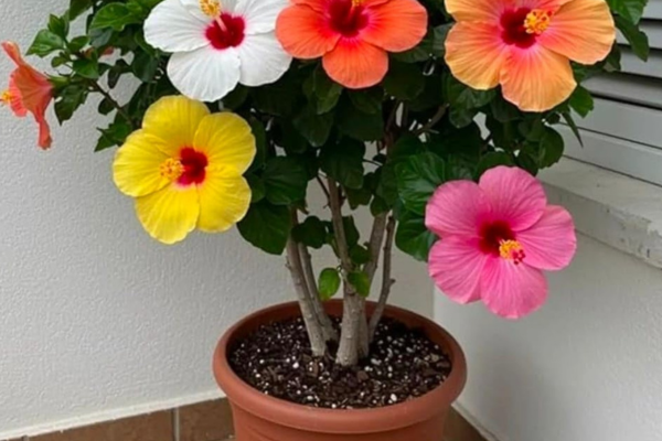 Live Multicolour Rainbow Hibiscus Plant (Gudhal) Rare Hybrid Double Petal Flowering Shrub Healthy Rooted Live Plant for Home Garden, Balcony & Terrace Décor Pack of 1
