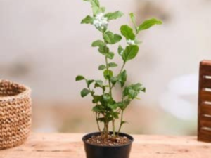 Live Plant Nursery NCR Jasminum sambac, Mogra, Arabian Jasmine - Plant (Plant Height 4 inches, Pack of 1 Arabian Jasmine Plant)