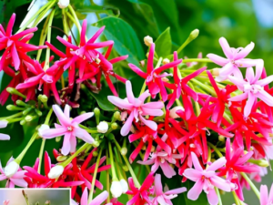 Plants Delhi Nursery Madhabi Lata Live Flower Plant Rangoon Creeper Vine Sapling for Home Garden, Balcony, Terrace & Outdoor Fencing Tropical Climbing Flower Plant