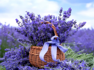 Rare & Beautiful Lavender Live Plant