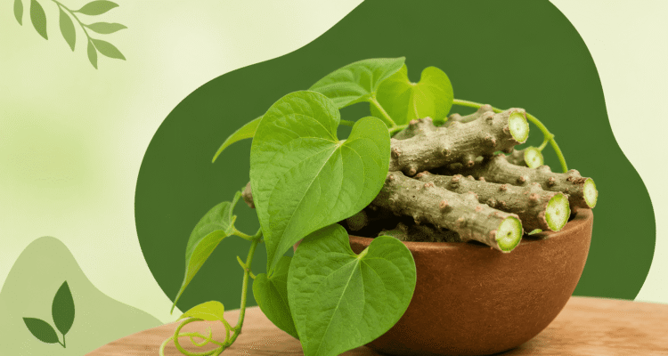 Top 10 Amazing Giloy Benefits As Home Remedy
