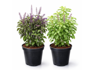 Tulsi Ayurvedic Live Plant, Rama and Shyama Tulsi, Small Size pack Of 2 Combo, Garden And Pooja Plant, Varieties with Planting Pots, Small Size pack Of 2 Combo