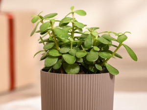 UGAOO Jade Plant in Mocca Ibiza Pot Low-Maintenance Succulent for Home Decor, Office Desk & Good Luck Feng Shui Plant
