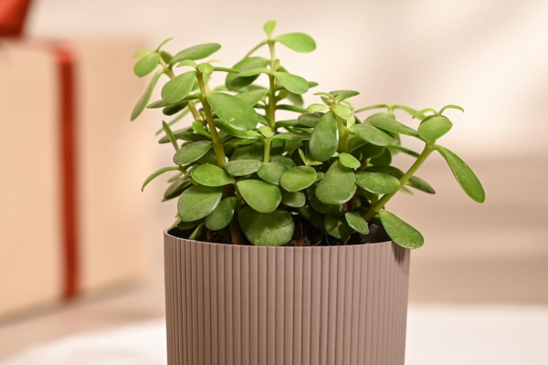 UGAOO Jade Plant in Mocca Ibiza Pot Low-Maintenance Succulent for Home Decor, Office Desk & Good Luck Feng Shui Plant