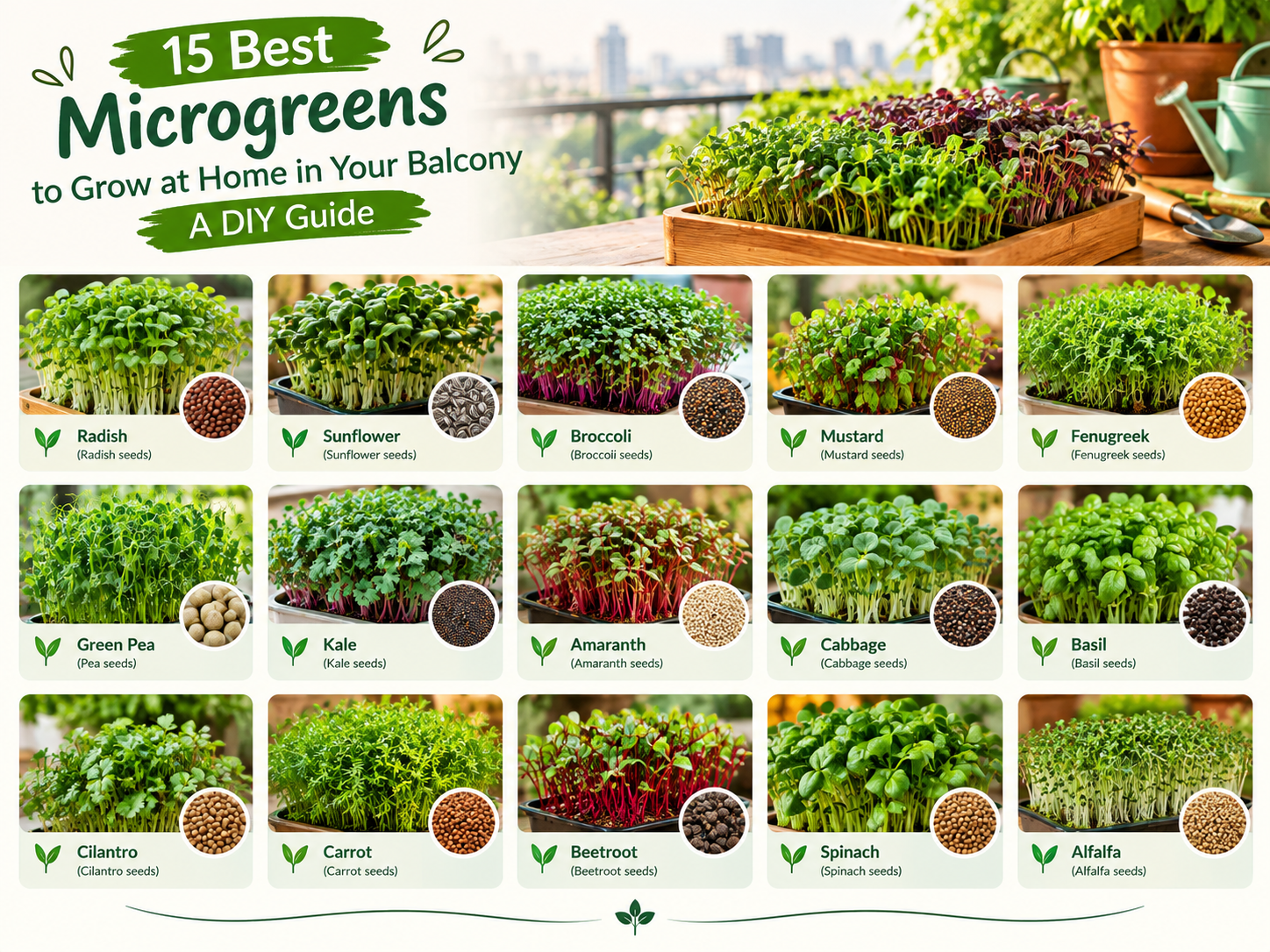 Infographic showing 15 best microgreens to grow at home on a balcony, including radish, sunflower, broccoli, mustard, fenugreek, green pea, kale, amaranth, cabbage, basil, cilantro, carrot, beetroot, spinach, and alfalfa, with their corresponding seeds and microgreen trays